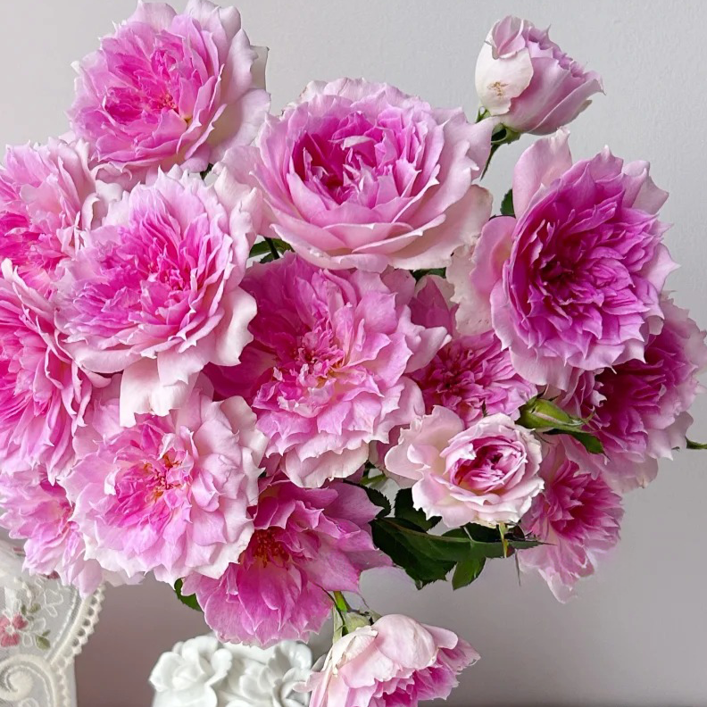 'Ajourée' Shrub Rose