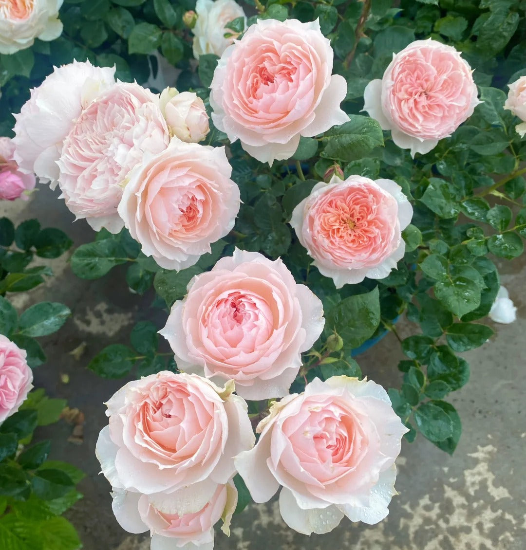 'Monique Darve' Shrub Rose