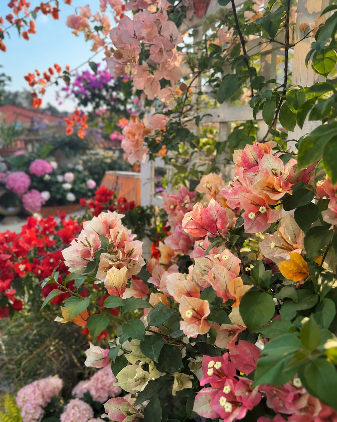 Bougainvillea 'Chitra Golden'