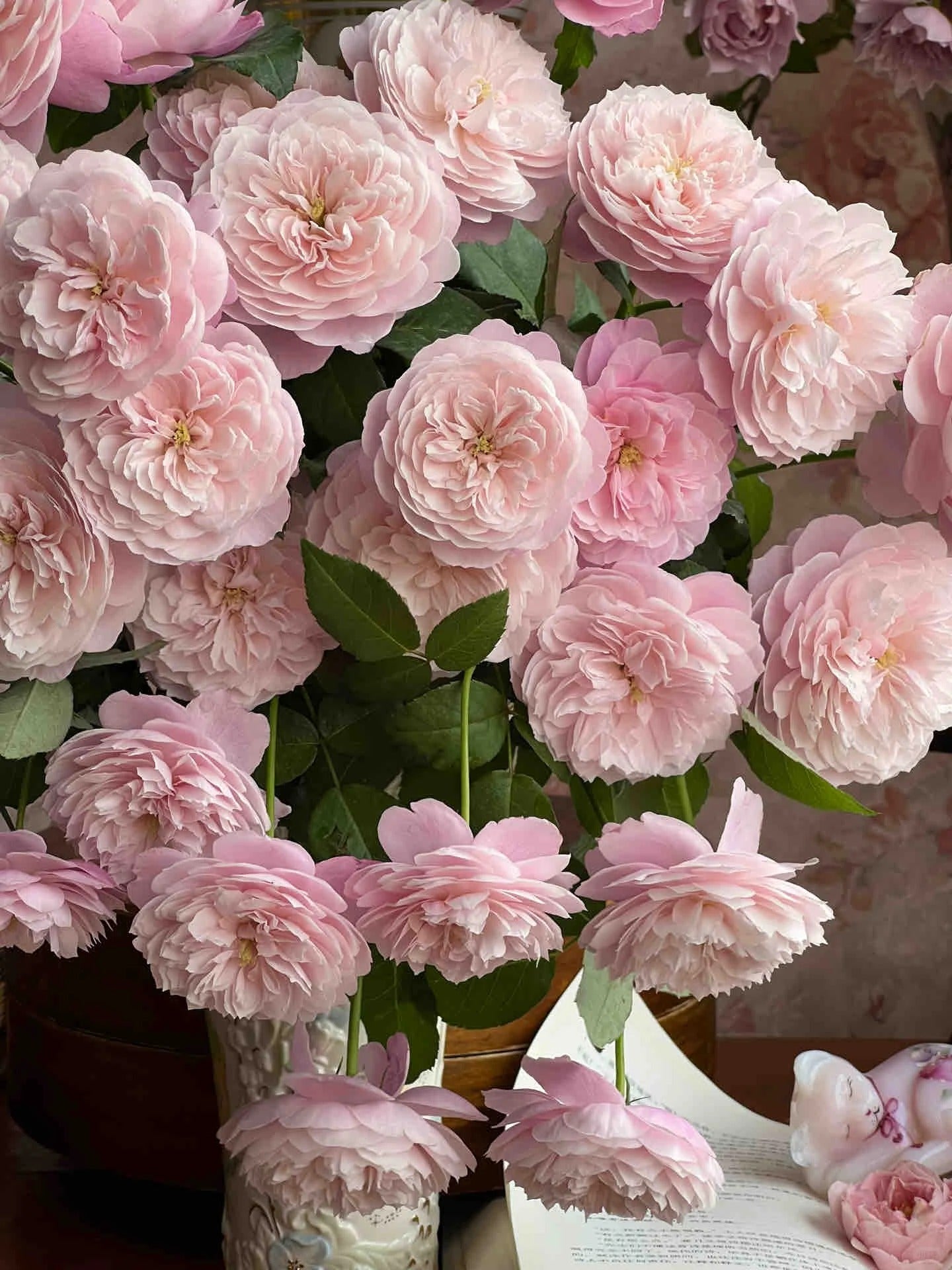 'Plume' Shrub Rose