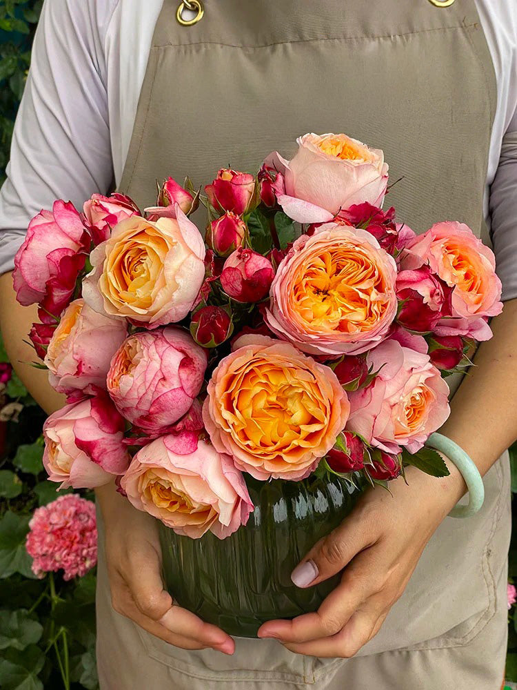'Fire X-pression' Shrub Rose