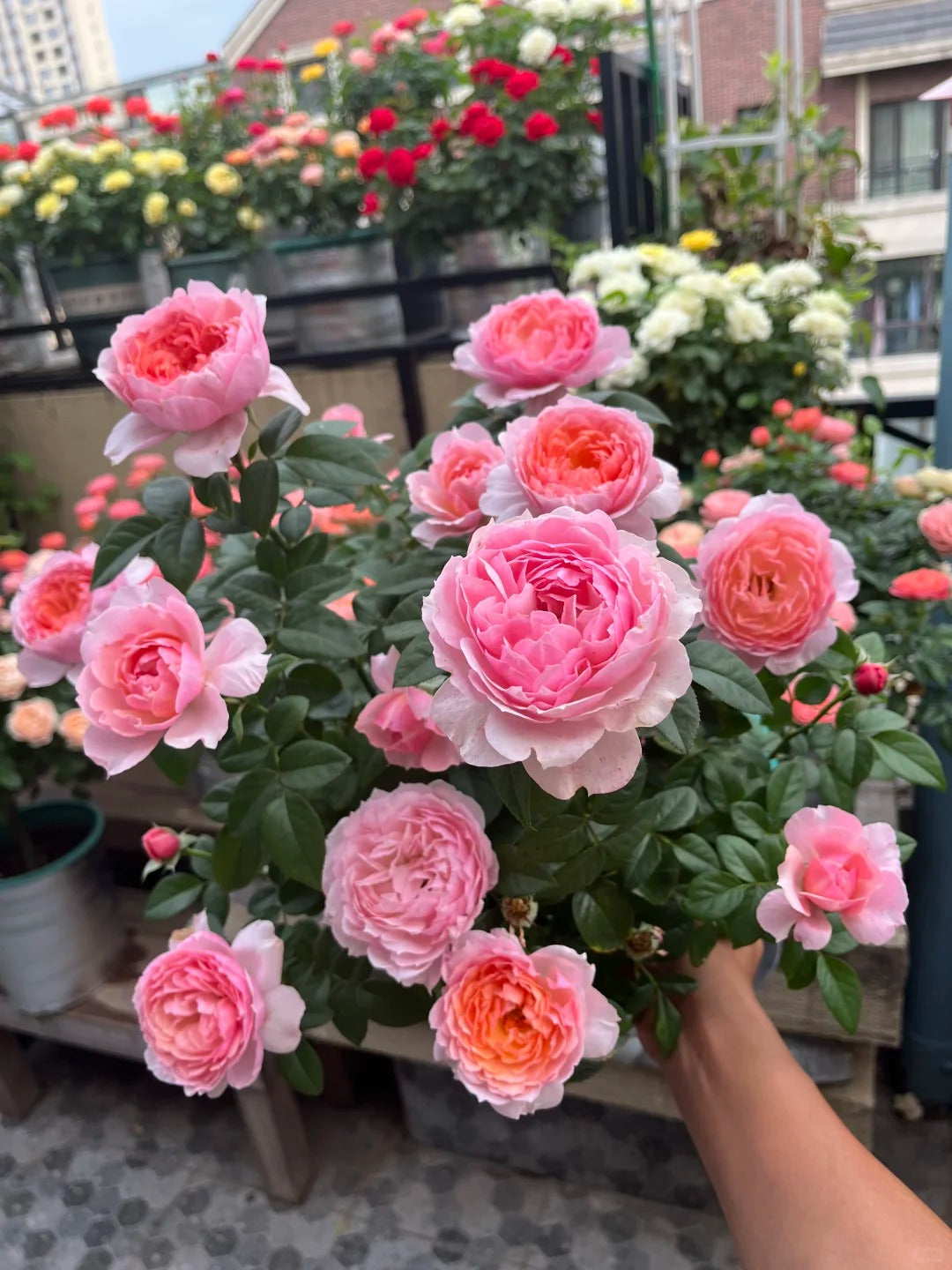 'Yingyingfen' Shrub Rose
