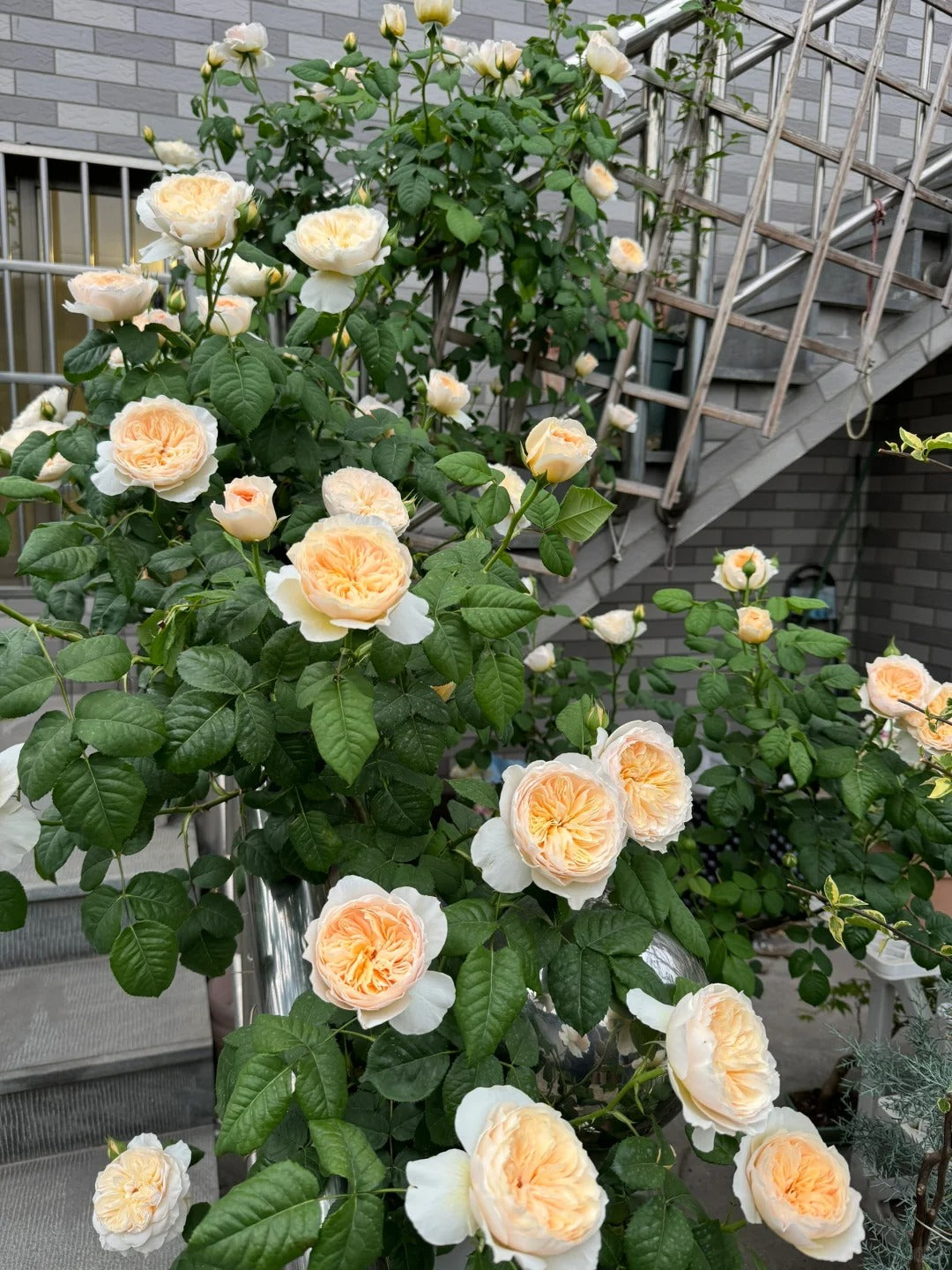 'Hanxian' Climbing Rose