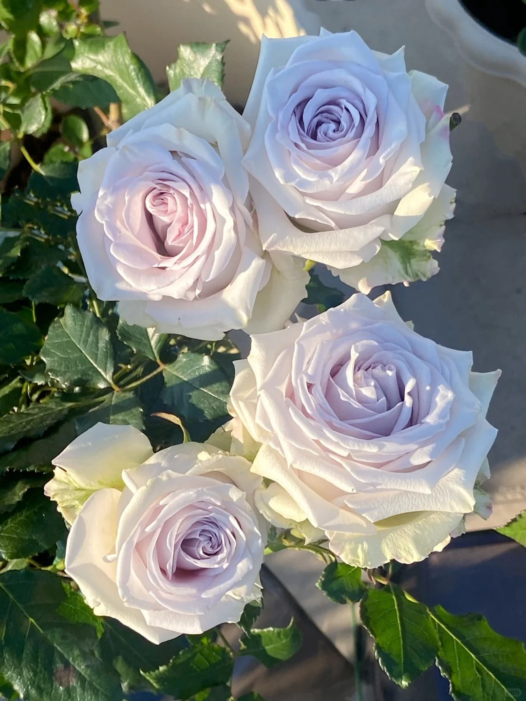 'Fifth Avenue' Shrub Rose