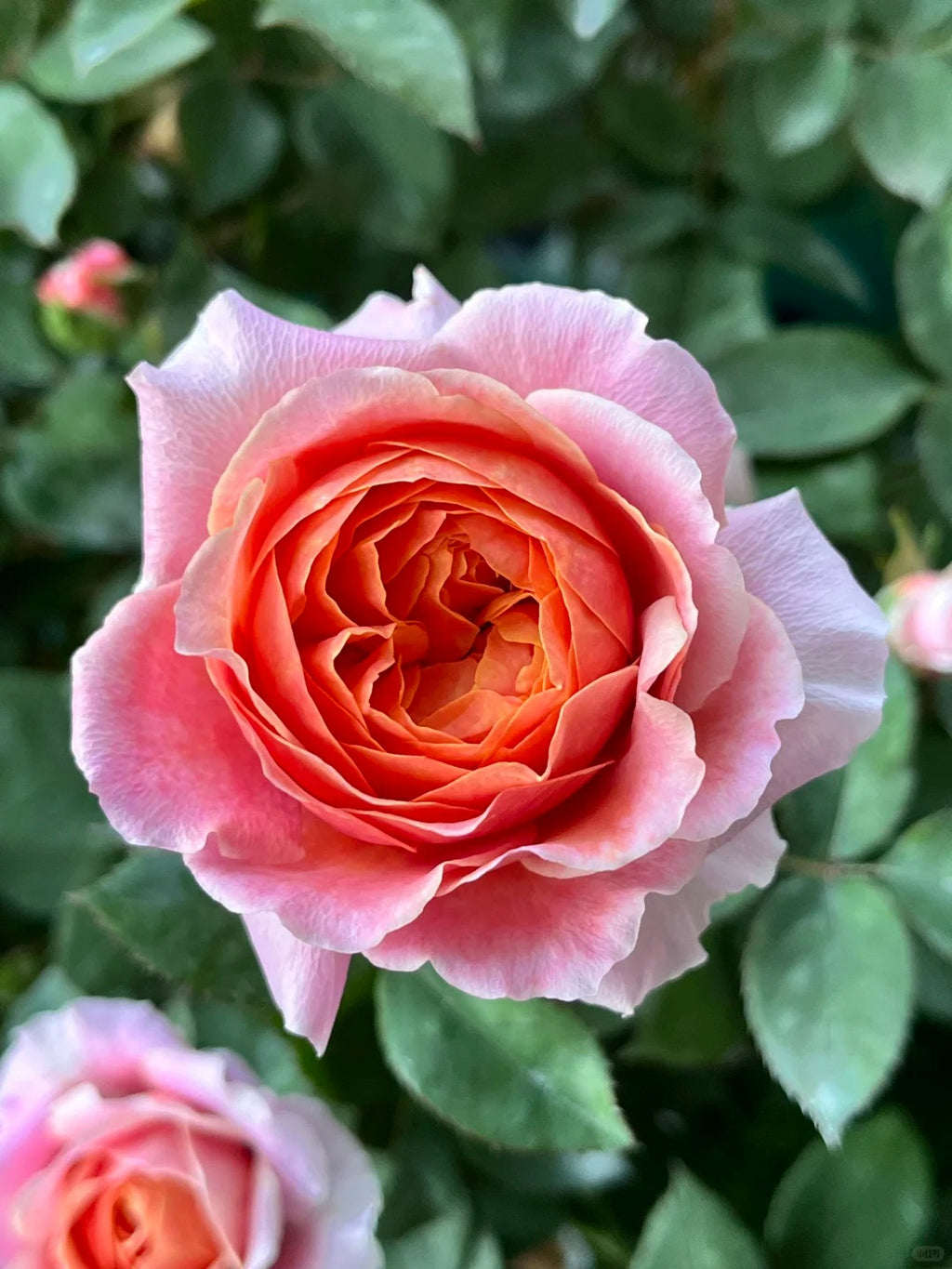 'Xingchen' Shrub Rose