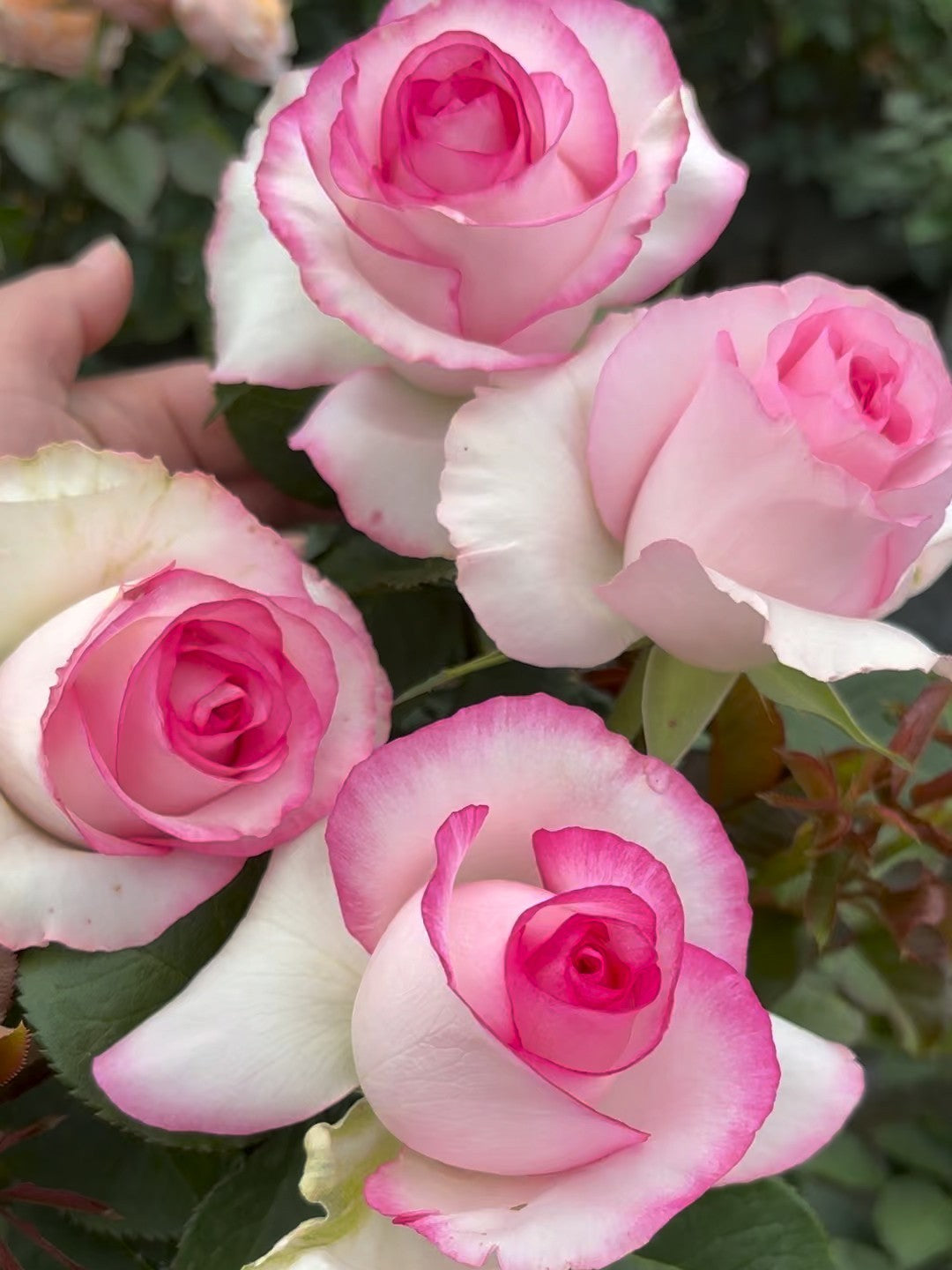 'Bella Vita' Shrub Rose
