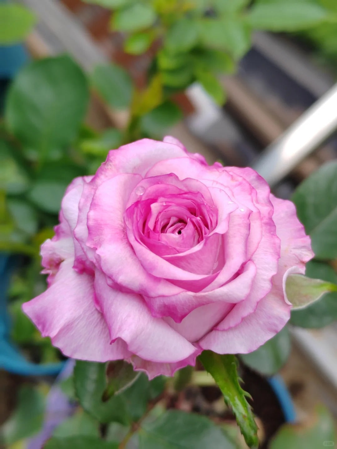 'Maritim' Shrub Rose