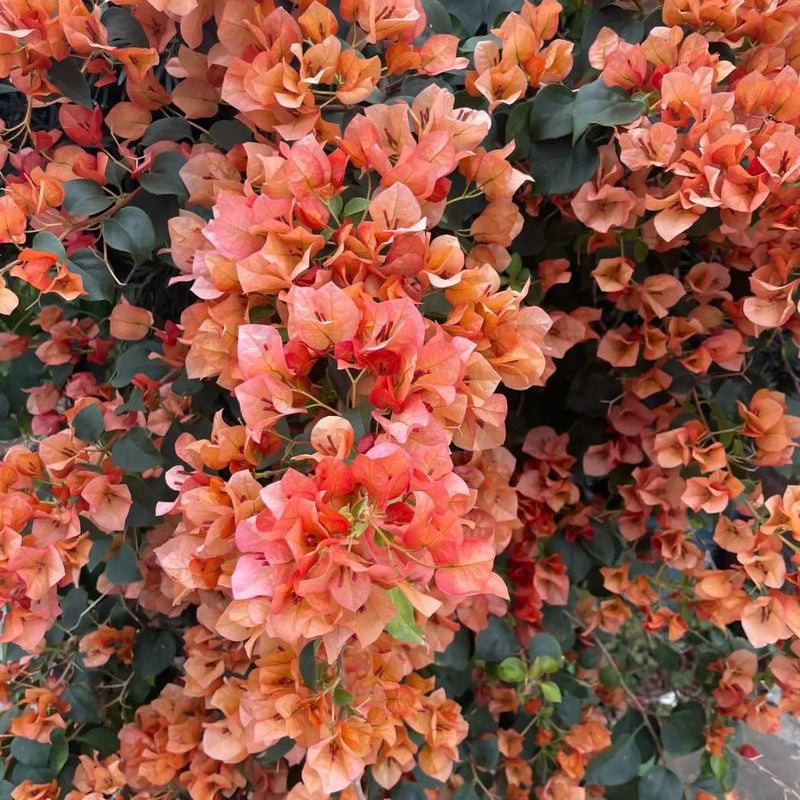 Bougainvillea 'Sunset'