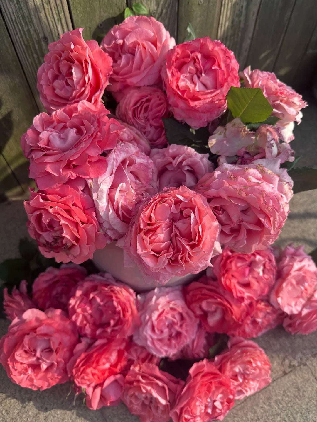 'Corail Gelee' Shrub Rose