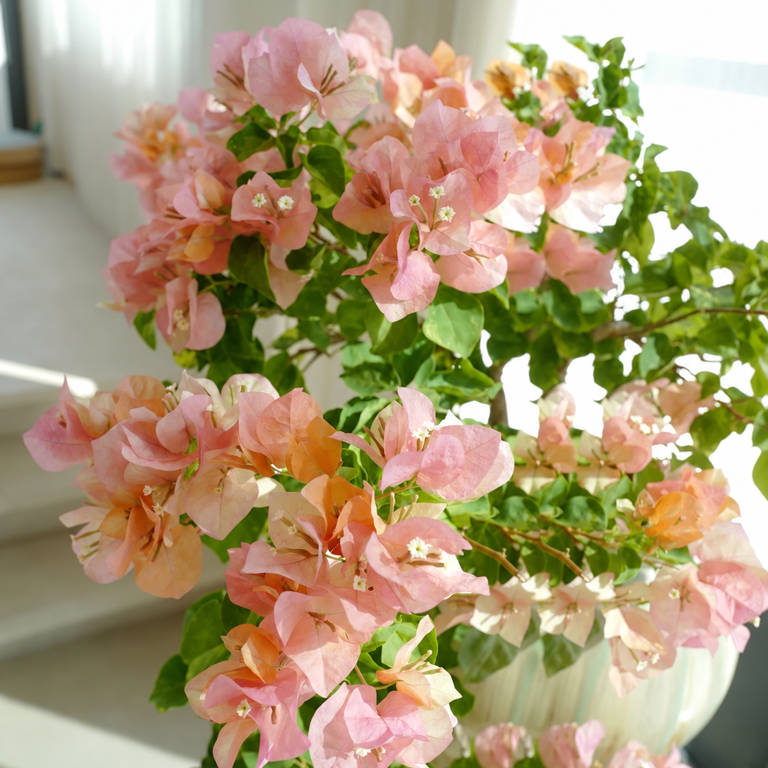 Bougainvillea 'Orange September'