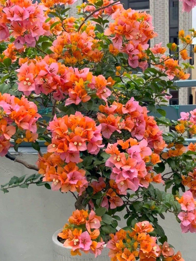 Bougainvillea 'Mary Helen' (Bougainvillea 'Chameleon')