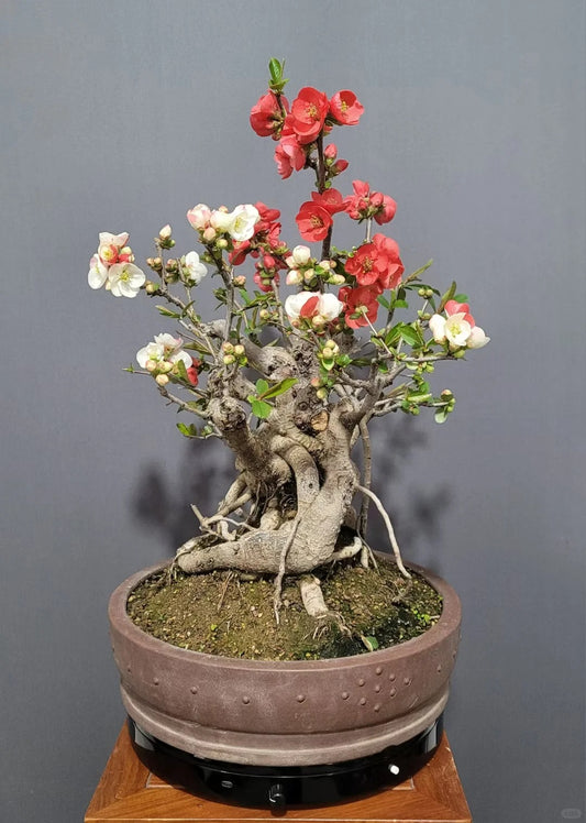 'Toyo Nishiki' Japanese Flowering Quince