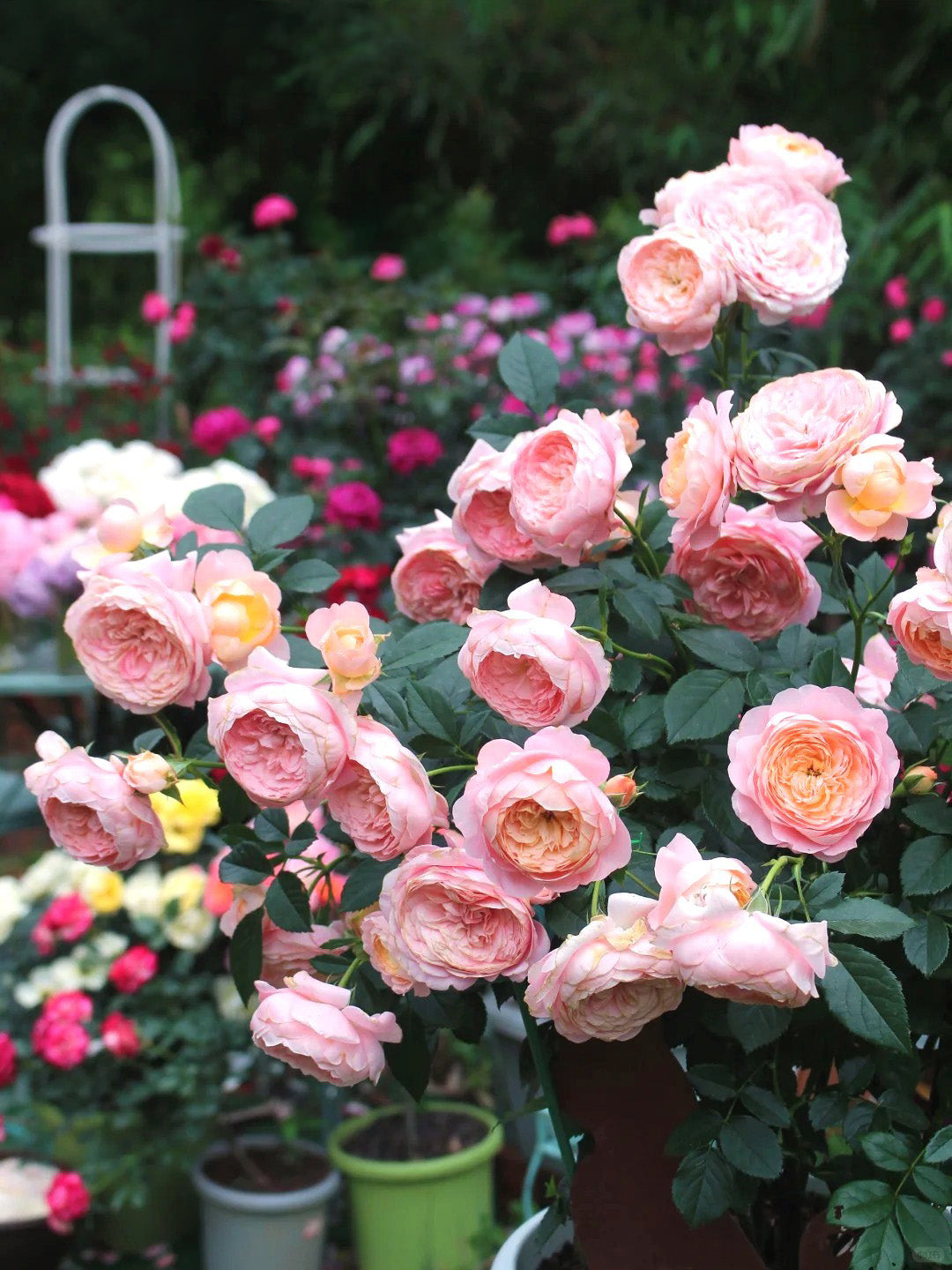'Juzi' Shrub Rose