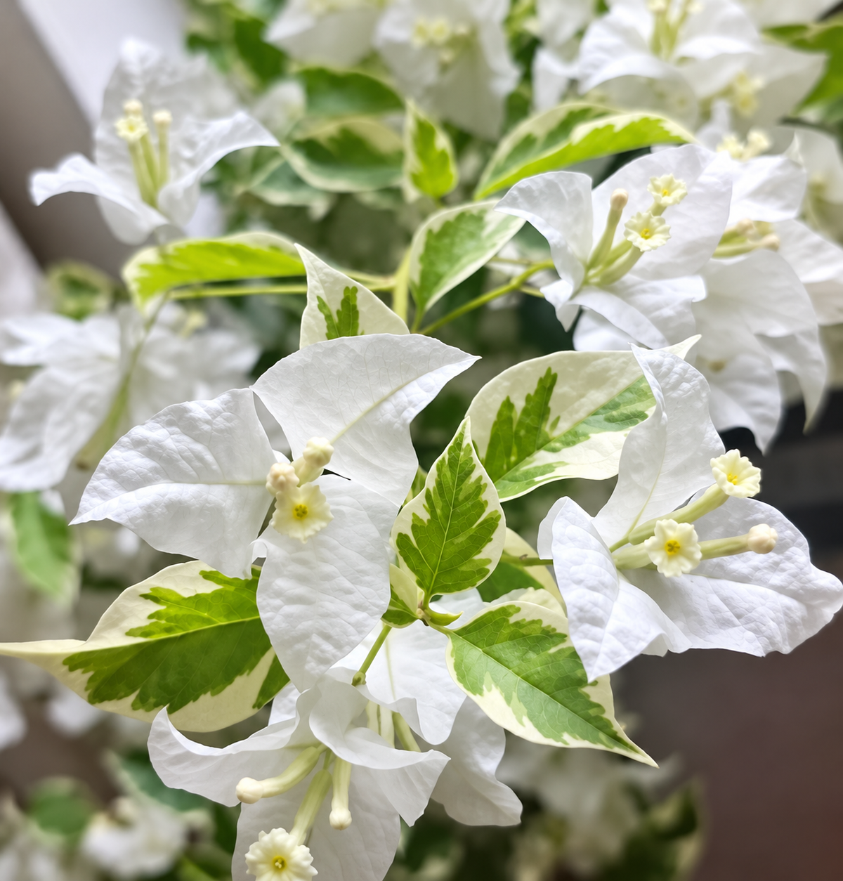 Bougainvillea 'Mrs Eva White Variegata'
