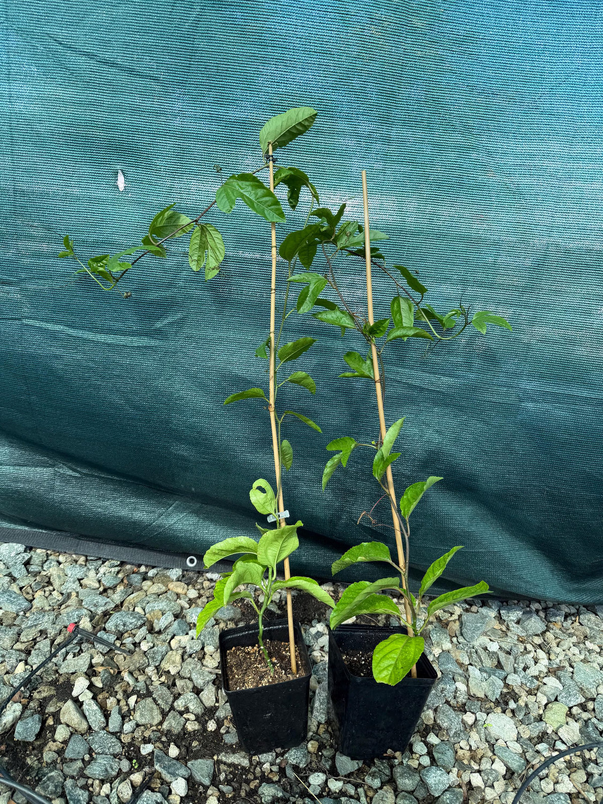 Qinmi No. 9 Golden Passion Fruit Vine