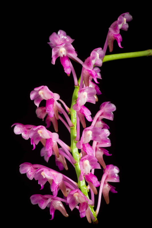 Aerides leeana / Aerides jarckiana --Fragrant Orchid