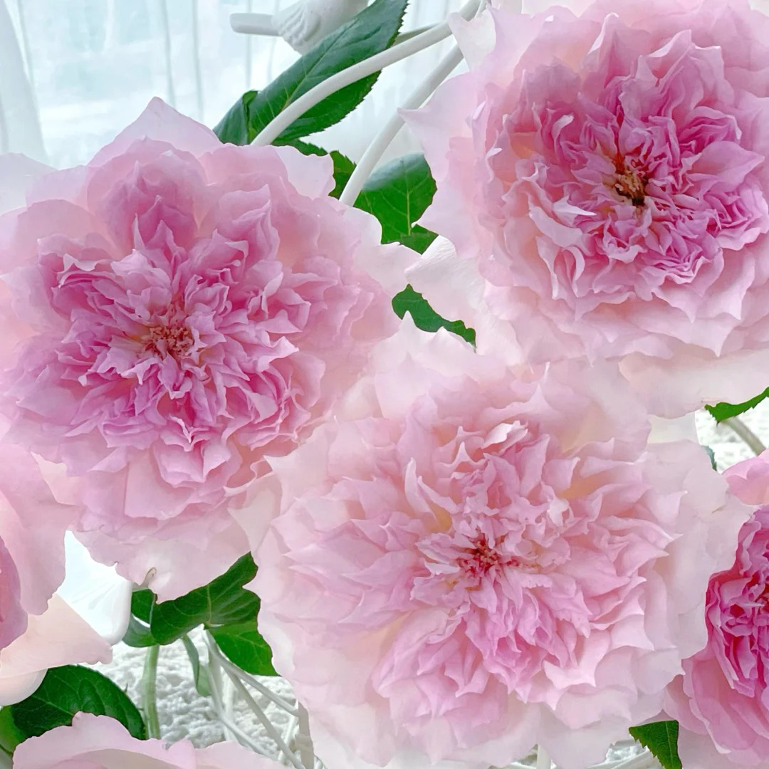 'Ajourée' Shrub Rose