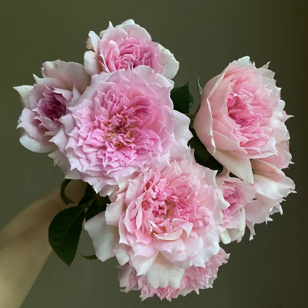 'Ajourée' Shrub Rose