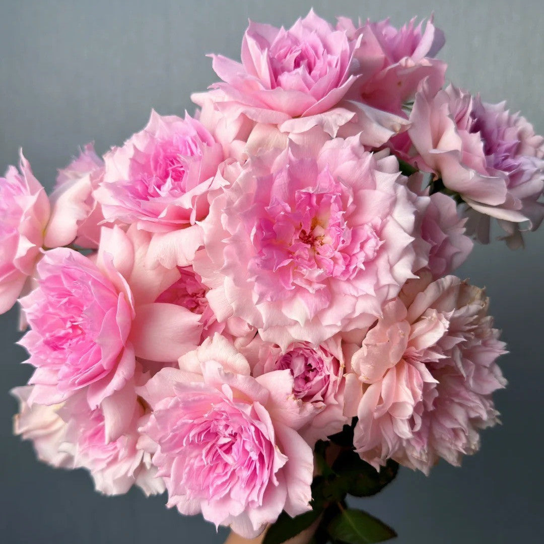'Ajourée' Shrub Rose