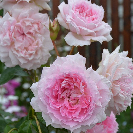 'Ajourée' Shrub Rose
