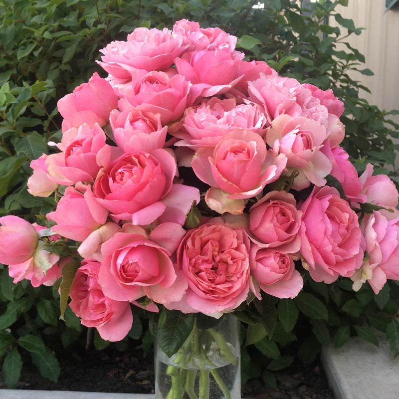All Dressed Up™ Shrub Rose Brush Live Plant, 5 gallon
