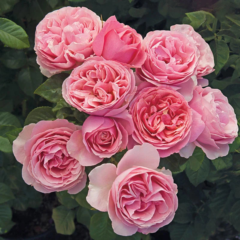 All Dressed Up™ Shrub Rose Brush Live Plant, 5 gallon
