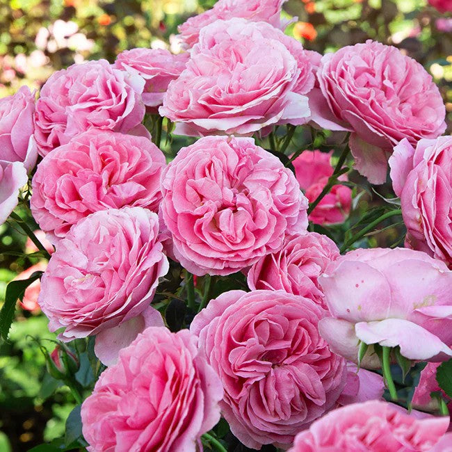All Dressed Up™ Shrub Rose Brush Live Plant, 5 gallon