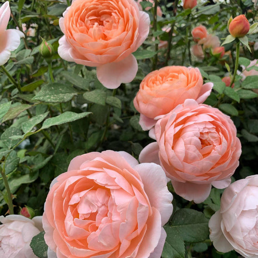 Ambridge Rose®  (AUSwonder) David Austin® Shrub Rose Brush Live Plant, 5 gallon