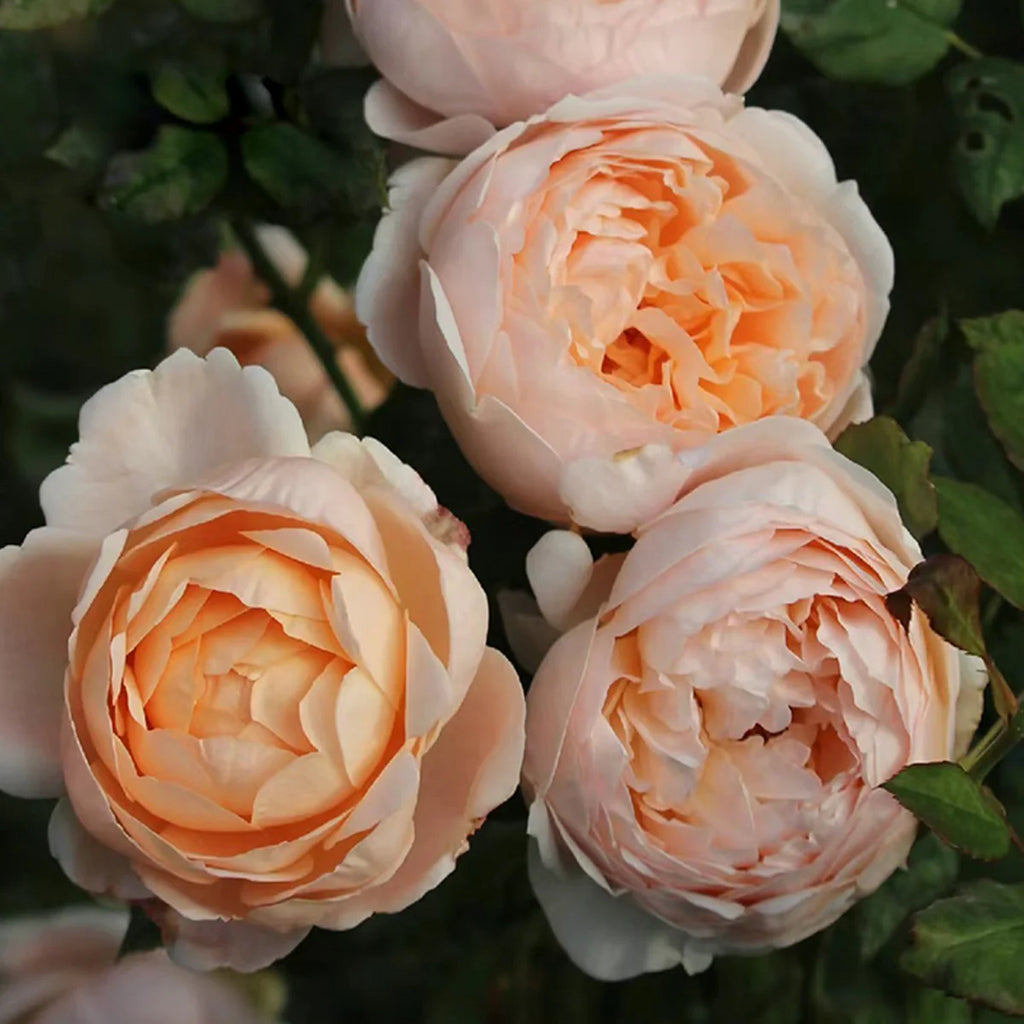 Ambridge Rose®  (AUSwonder) David Austin® Shrub Rose Brush Live Plant, 5 gallon