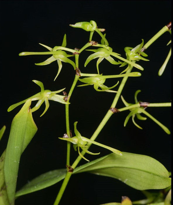 Angraecumn calceolus --Miniature Orchid