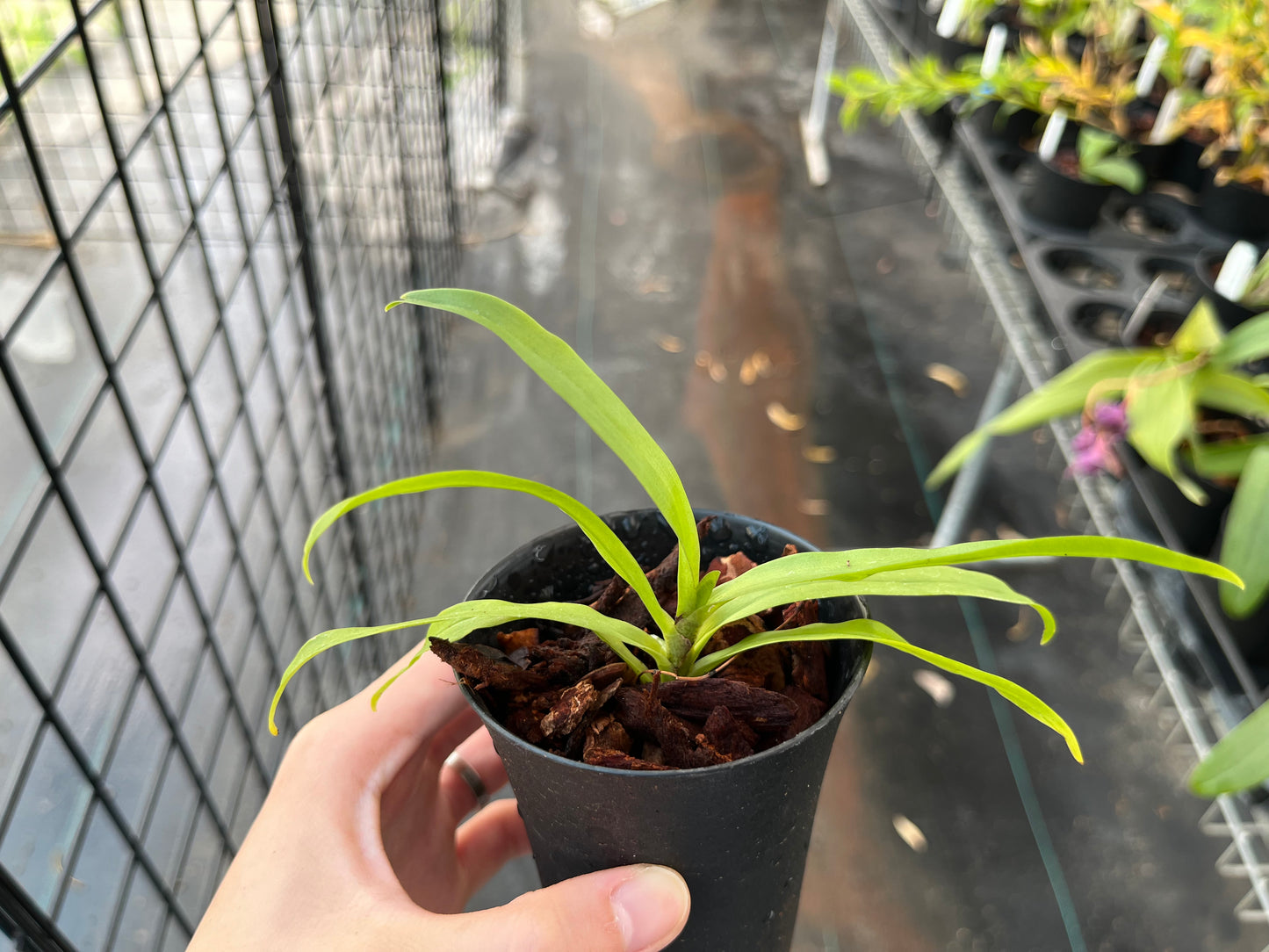 Angraecumn calceolus --Miniature Orchid