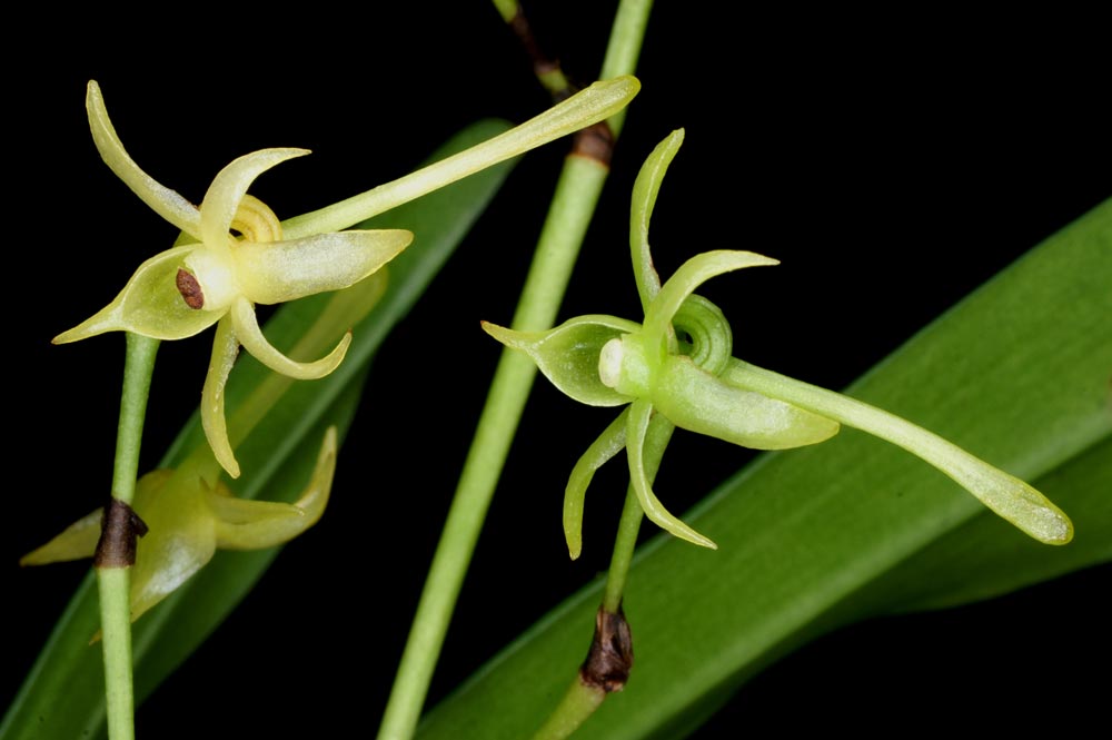 Angraecumn calceolus --Miniature Orchid