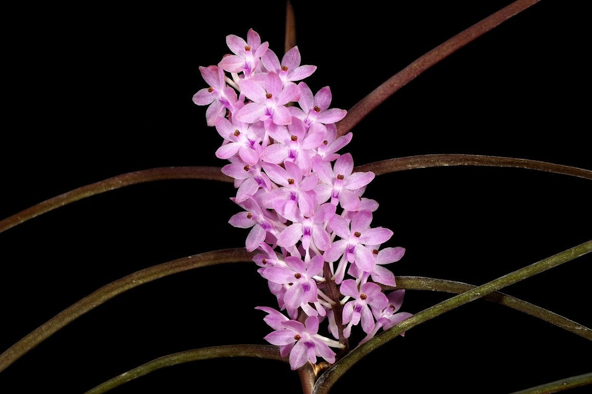 Ascocentrum christensonianum / Vanda christensonianum --Orchid