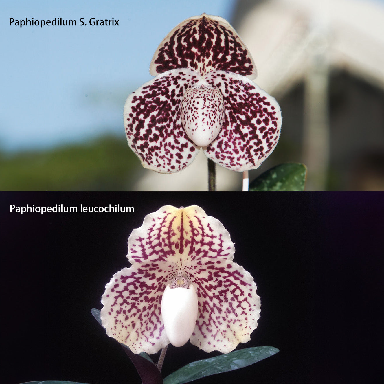 Paphiopedilum leucochilum x Paph. S. Gratrix --Orchid