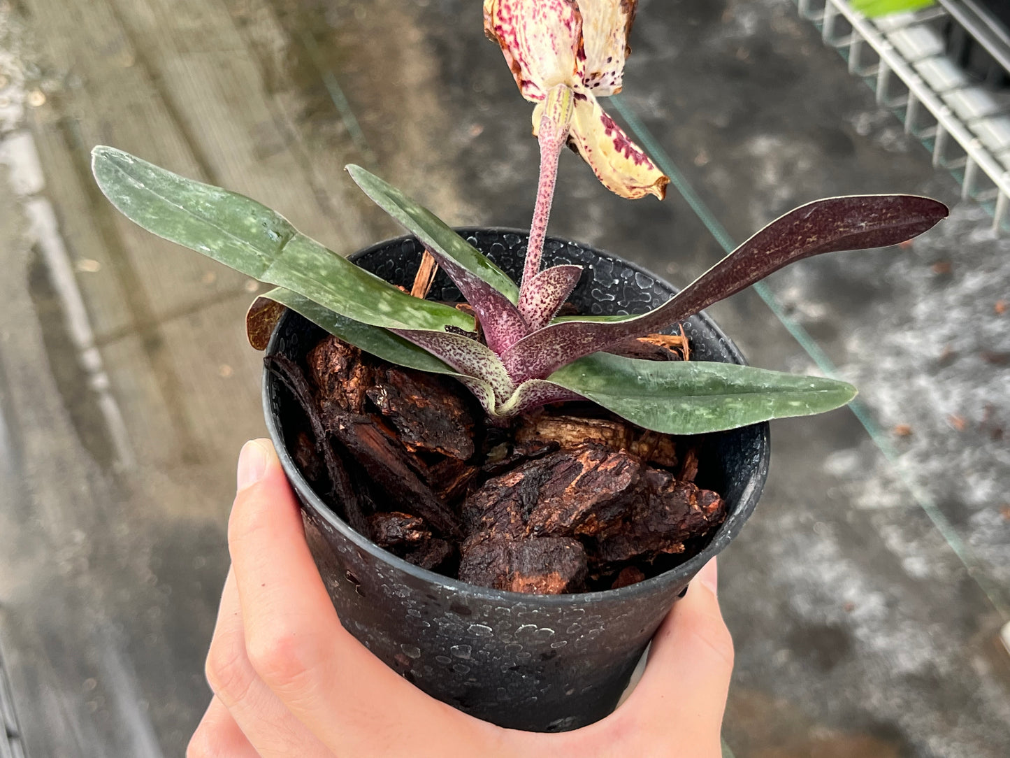 Paphiopedilum leucochilum x Paph. S. Gratrix --Orchid