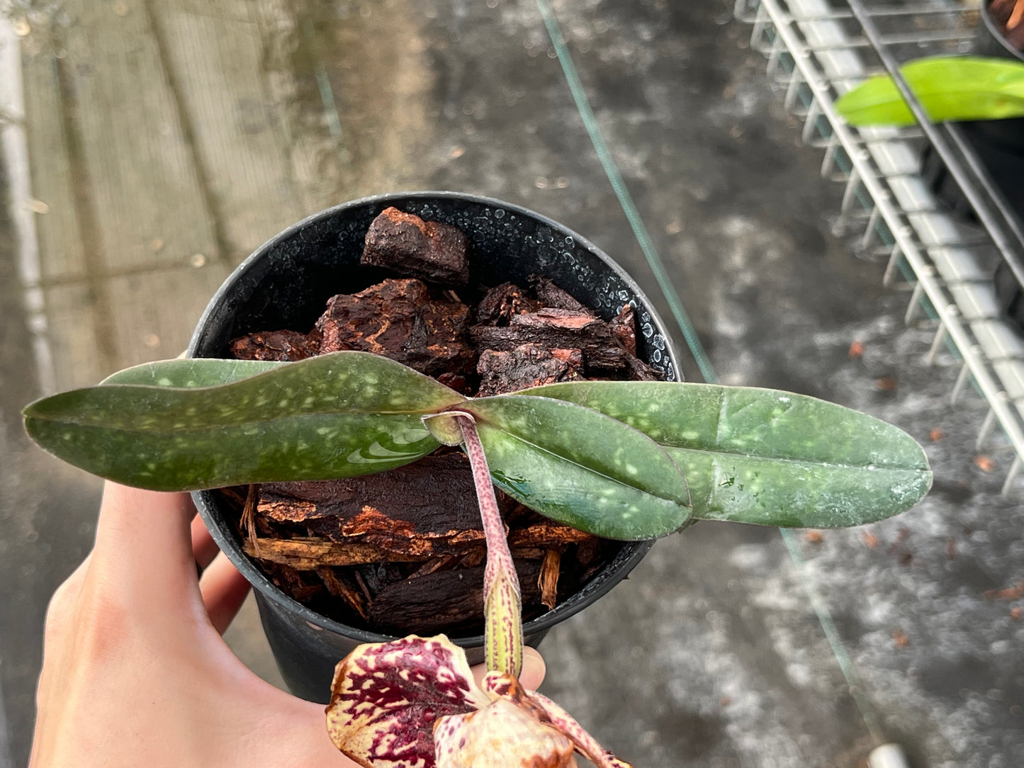 Paphiopedilum leucochilum x Paph. S. Gratrix --Orchid