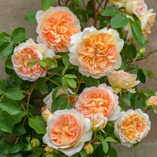 Bathsheba® (Auschimbley) David Austin® Climbing Rose Brush Live Plant, 5 gallon