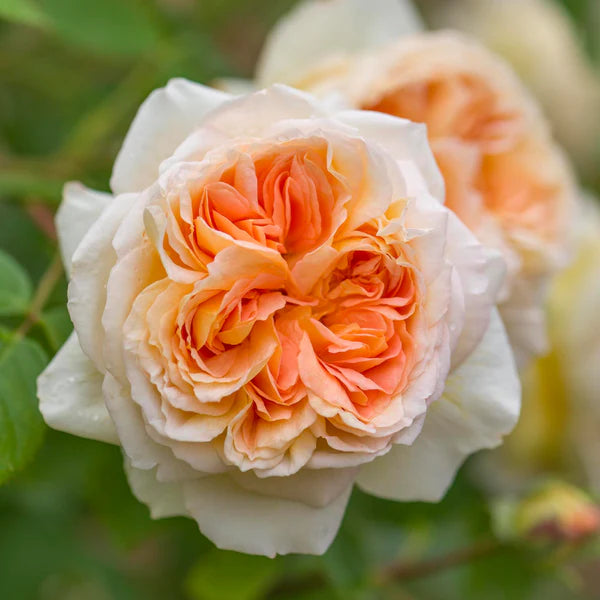 Bathsheba® (Auschimbley) David Austin® Climbing Rose Brush Live Plant, 5 gallon