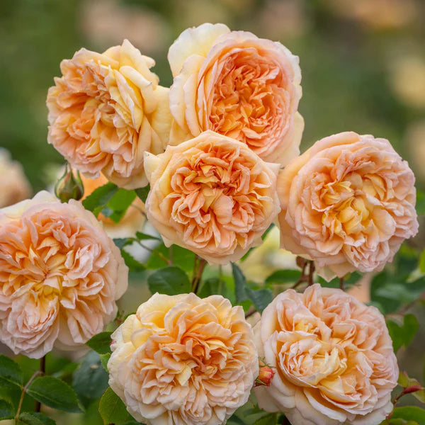 Bathsheba® (Auschimbley) David Austin® Climbing Rose Brush Live Plant, 5 gallon