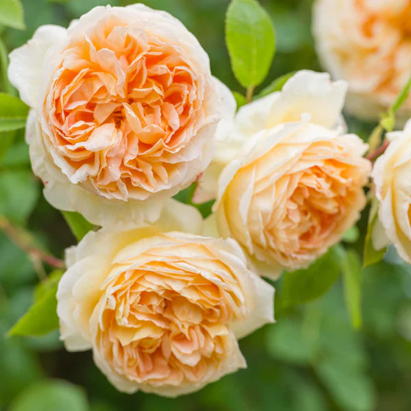 Bathsheba® (Auschimbley) David Austin® Climbing Rose Brush Live Plant, 5 gallon