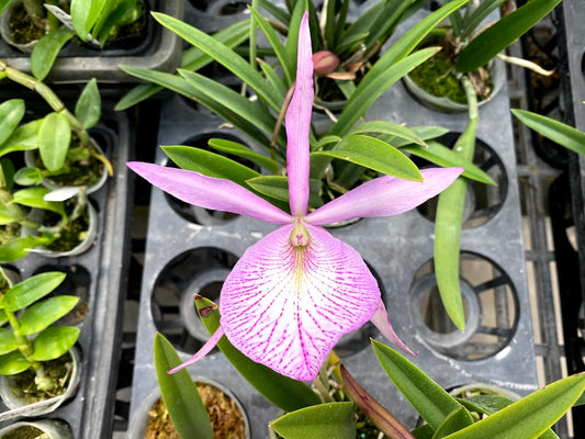 Brassocattleya (Bc.) Pinky Snookie (B.nodosa × C. walkeriana) --Orchid