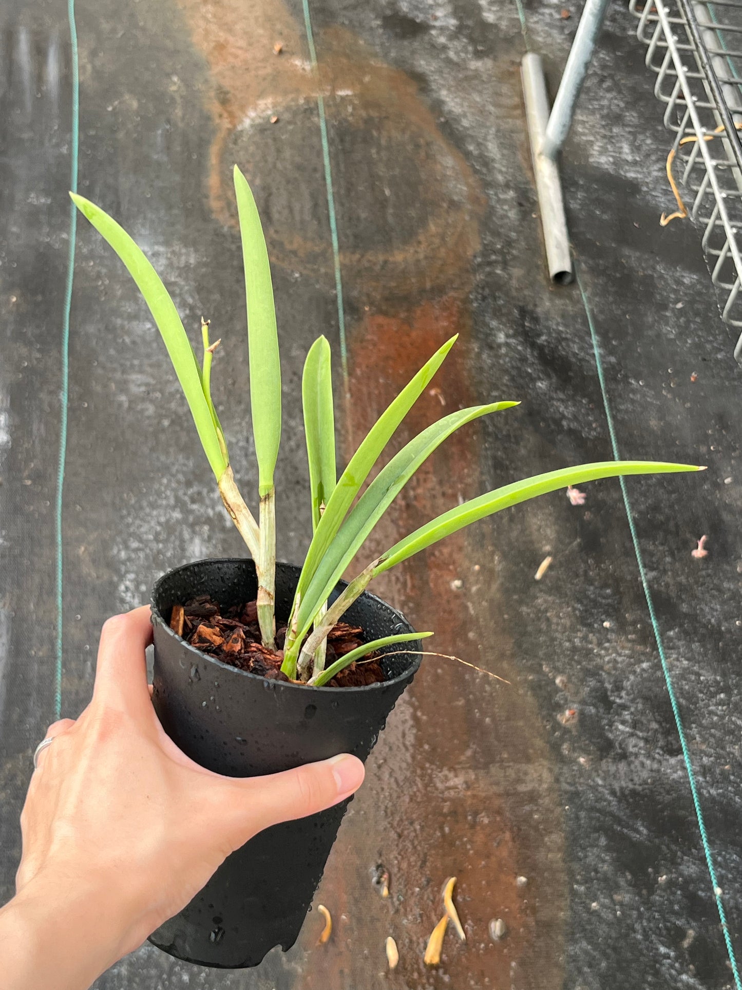 Brassocattleya (Bc.) Pinky Snookie (B.nodosa × C. walkeriana) --Orchid