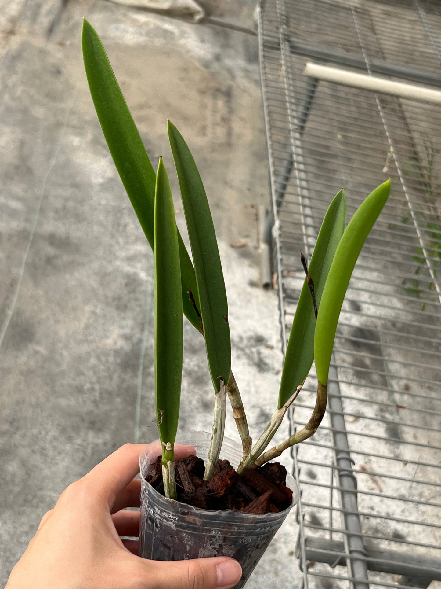 Brassocattleya (Bc.) Pinky Snookie (B.nodosa × C. walkeriana) --Orchid