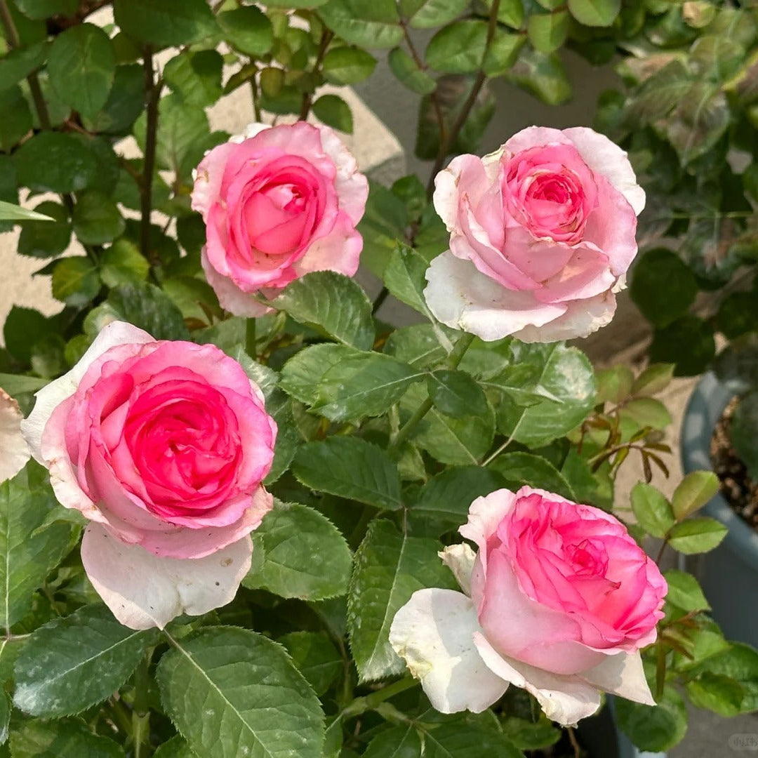 'Bella Vita' Shrub Rose