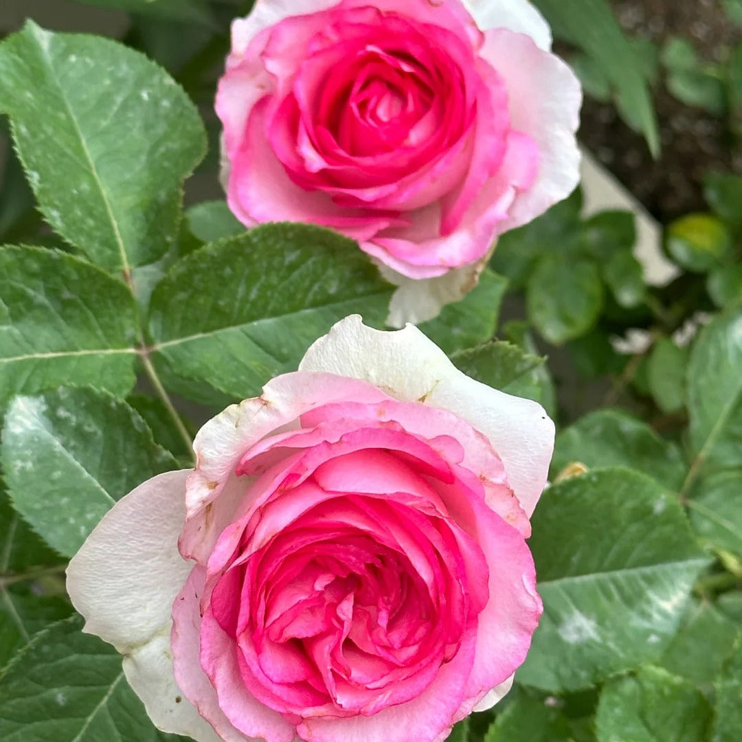 'Bella Vita' Shrub Rose