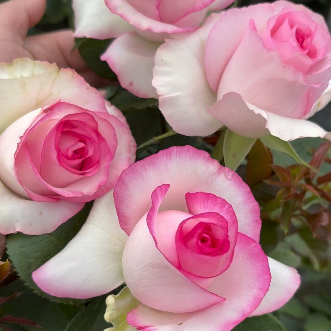 'Bella Vita' Shrub Rose