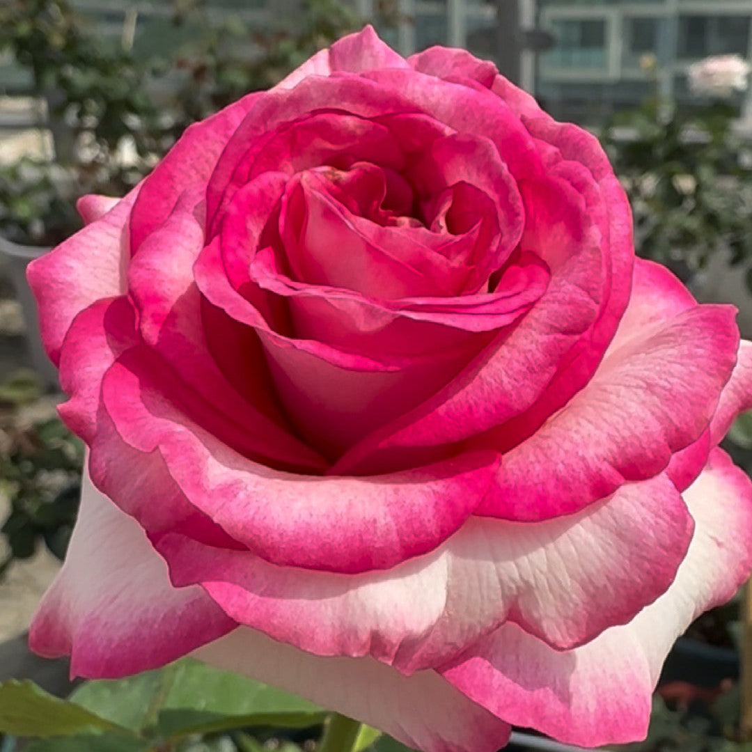 'Bella Vita' Shrub Rose