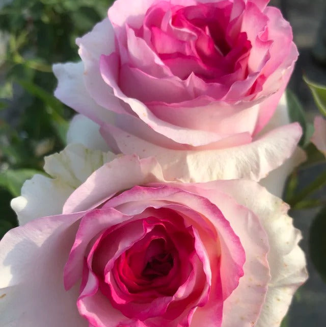 'Bella Vita' Shrub Rose