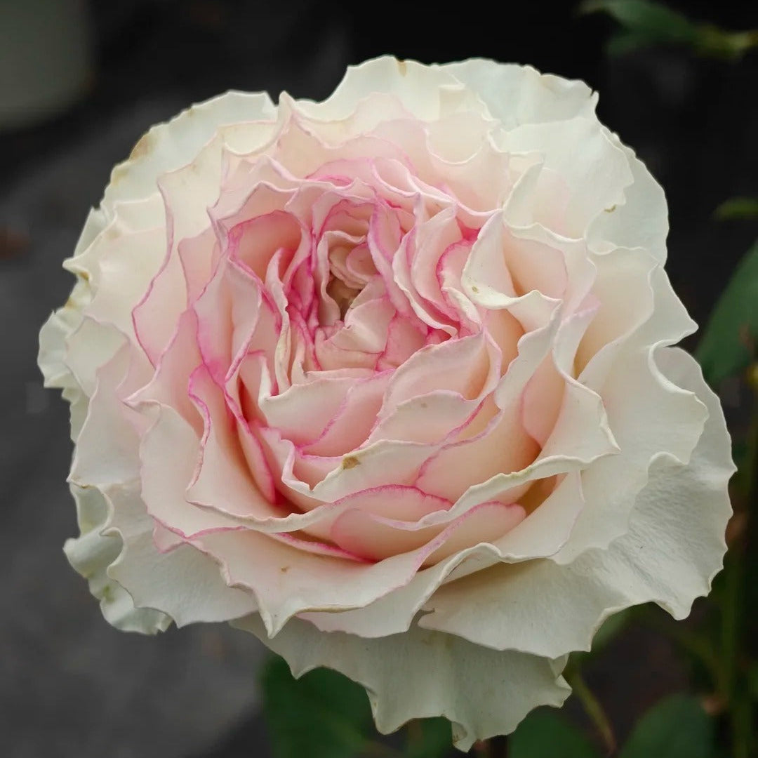 'Bella Vita' Shrub Rose