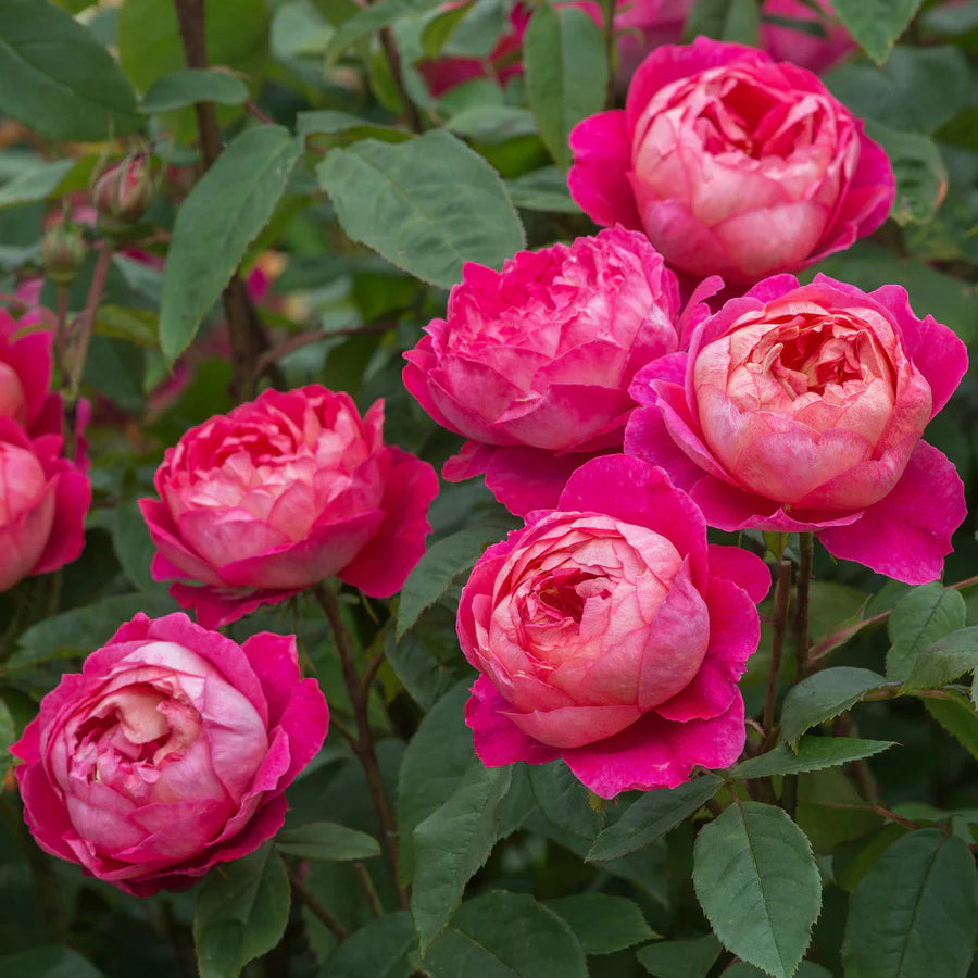 Benjamin Britten® (Ausencart) David Austin® Shrub Rose Brush Live Plant, 5 gallon
